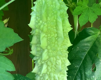White bitter melon seeds (白色有角苦瓜）5 each