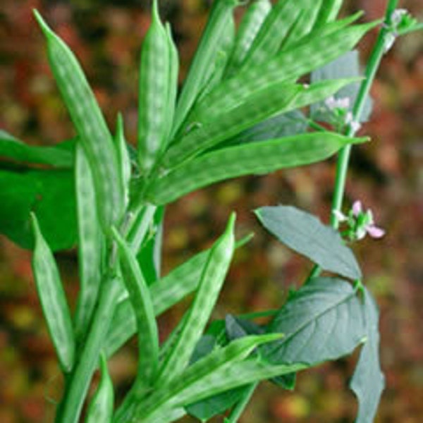 Cluster bean seeds (簇豆种子) 10 seeds each pack