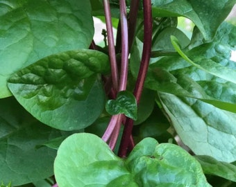 Purple Malabar Spinach Seeds (红色木耳菜，红色越南菠菜）20 Seeds each