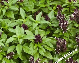 Thai Basil, Rau Que, 金不换, 100+ seeds each