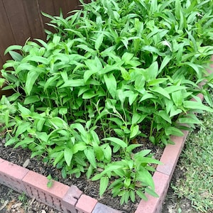 May include: A close-up of a garden bed with lush green leafy plants growing in it. The bed is made of red brick and is surrounded by green grass.