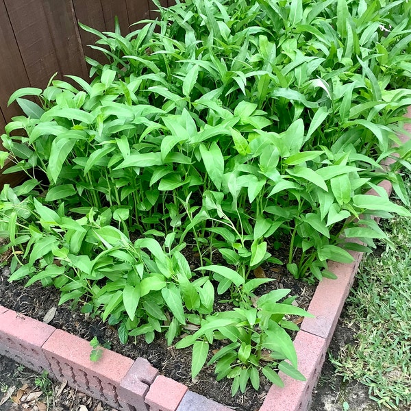 Water spinach seeds （空心菜子） 25 seeds each