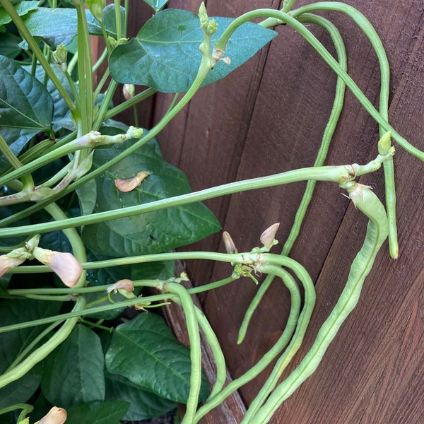 Bush Green Yard-long Bean Seeds, 15 each (短脚长豇豆、不爬藤，15 棵种子一包）