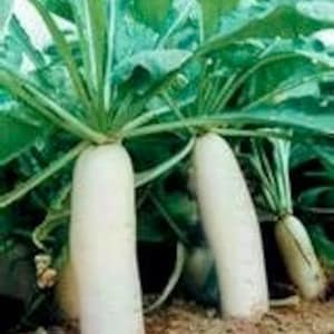 Super lange Radieschen-Samen (Japanese Minowase Daikon Radish, japanese minowase daikon Radish, japanese minowase daikon radish, japanese minowase daikon radish, japanese minowase daikon radish, japanese minowase daikon radish, japanese minowase daikon radish, japanese minowase daikon radish, japanese minowase daikon radish?