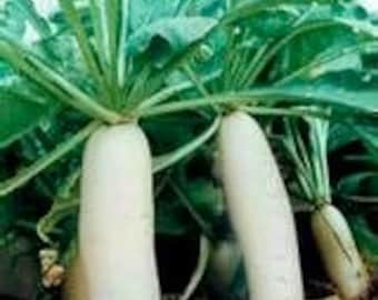 Super long radish seeds (Japanese Minowase Daikon Radish, 日本白萝卜，长萝卜） 50 plus seeds each