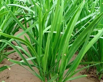 Chives seeds (Chinese onions, 韭菜） 40 seeds each