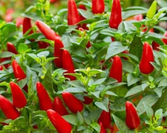 Semillas pequeñas de chile rojo Sichun (四川朝天椒) 20 semillas cada una