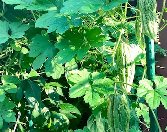 Semillas de melón amargo de color verde oscuro (深绿色苦瓜）5 semillas cada una