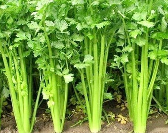 Chinese celery seeds (中国芹菜）50 seeds each