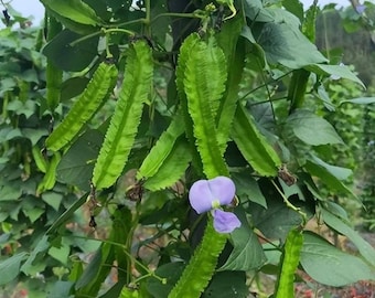 四棱豆种子 Winged Bean Seeds, ，10 seeds each