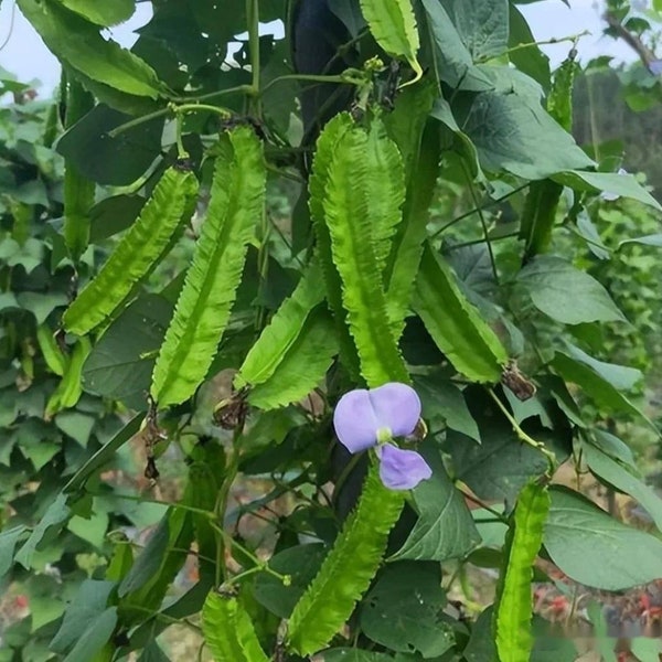 四棱豆种子 Winged Bean Seeds, ，10 seeds each