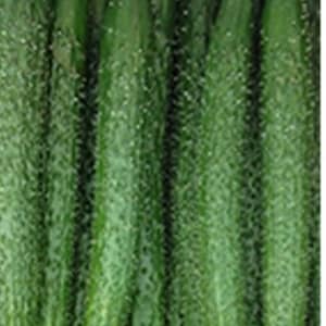 Chinese long cucumber seeds (中国长黄瓜种子） 10 seeds each