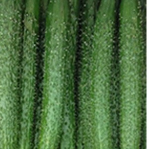 Semillas de pepino largo chino (中国长黄瓜种子） 10 semillas cada una