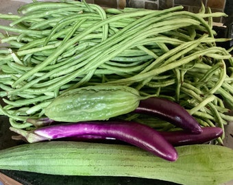 Semi di fagioli lunghi (semi di asparagi, fagioli lunghi, fagioli cinesi, 长豇豆） 15 semi ciascuno