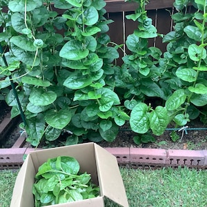 May include: A cardboard box filled with fresh green leafy vegetables, likely spinach or a similar type of green, sitting in front of a garden bed with rows of the same leafy vegetables growing in it.