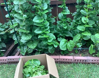 Semillas de espinaca malabar (木耳菜, 越南波菜) 25 semillas cada una