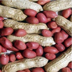 Tennessee Red Valencia Peanut Seeds, 10 each