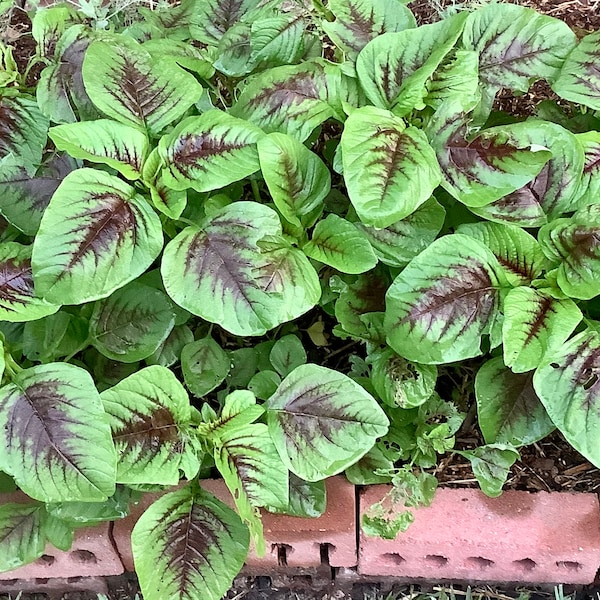 Red amaranth seeds (edible amaranth, 红米苋，红苋菜）100+ Seeds each