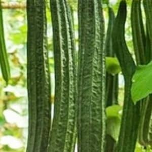 Op de afbeelding: Close-up van verschillende lange, donkergroene, geribbelde peulen die aan een wijnstok hangen.