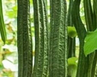 棱角丝瓜 Angular loofah 10 seeds each