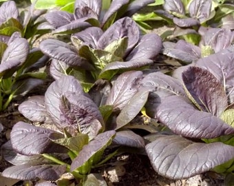 Purple baby bok choy seeds （紫色青江菜，紫衣小青菜）菜100 seeds each