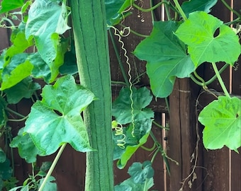 特长丝瓜 Superlong loofah 10 seeds each