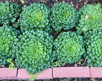 Tat Soi Chinese Cabbage Seeds (中国塌菜，塌菜，乌塌菜） 100 plus seeds each