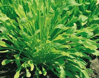 京水菜种子 Semillas de repollo chino Mibuna, más de 100 semillas cada una
