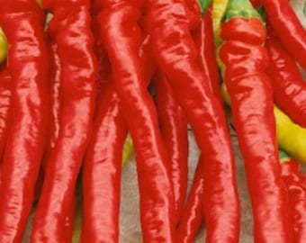Organic Nanjing Hot Sweet Long Pepper Seeds (南京辣甜长辣椒种子）20 seeds each