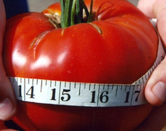 美味大番茄种子 Delicious Beef Master Tomato Seeds, 15 plus seeds each