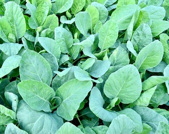 Chinese broccoli seeds (中国芥蓝）100 plus seeds each