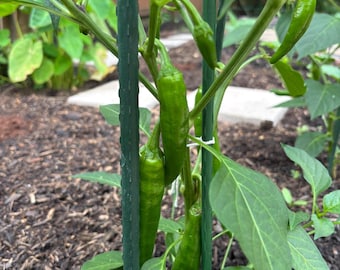 TIGER SKIN PEPPER (虎皮青椒) 20 seeds each