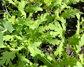 Garland Chrysanthemum Seeds (茼蒿种子）100+ seeds each
