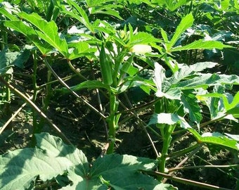 Okra seeds (秋葵） 15 seeds each