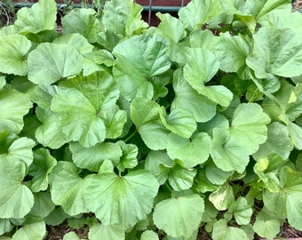 Chinese mallow seeds (Asia ChiMa, 冬苋菜, 冬寒菜） 50 seeds each