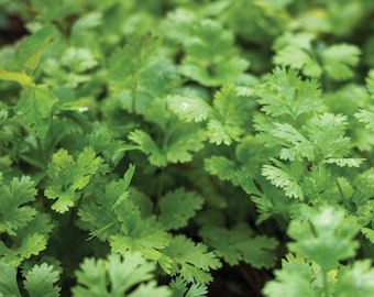 香菜种子 Leisure Splits Semillas de cilantro, más de 100 semillas cada una