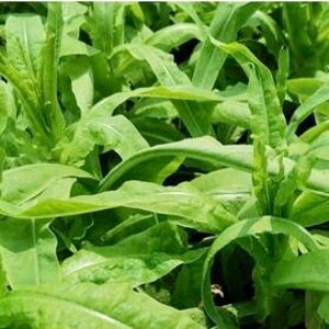 Chinese lettuce seeds (四季莴笋）100 seedseach