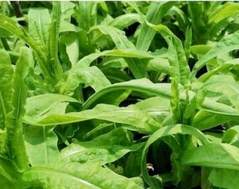 Chinese lettuce seeds (四季莴笋）100 seedseach