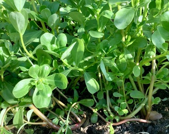 Purslane seeds (马齿苋种子） 100 plus seeds each