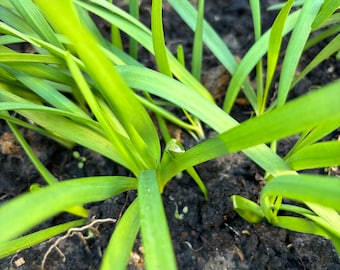 韭菜秧苗 Chives Seedlings, 60 Seedlings each