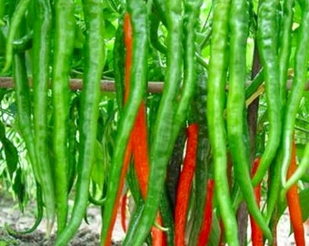 Nanjing thin long pepper seeds (南京辣椒，细长辣椒）25 seeds each