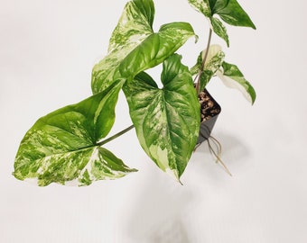 Variegated Syngonium Podophyllum Albo