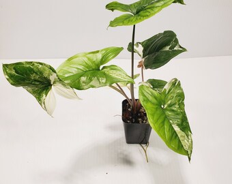 Variegated Syngonium Podophyllum Albo