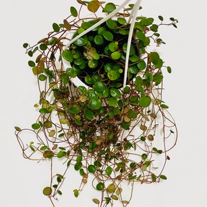 Peperomia Ruby Cascade - Live Plant - 4.5 inch Hanging Pot