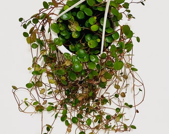 Peperomia Ruby Cascade - Live Plant - 4.5 inch Hanging Pot