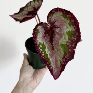 Puede incluir: Una planta begonia en maceta con hojas en forma de coraz&oacute;n que presentan un patr&oacute;n jaspeado de color burdeos intenso, verde claro y manchas rosa suave. El follaje tiene bordes serrados y venas oscuras, dentro de una maceta de pl&aacute;stico negra.