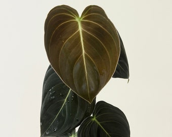 May include: A potted Philodendron Melanochrysum plant. The plant features large, heart-shaped leaves in shades of dark green and brown, with prominent veining. The leaves have a velvety texture. The plant is in a small, dark green pot.