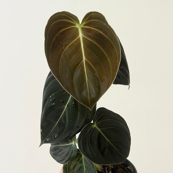 Philodendron Melanochrysum "Melano" Plant - 4 inch pot - Live Plant - optional decorative pot