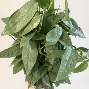 Cebu Blue Pothos with Pole - 6" - Live Plant