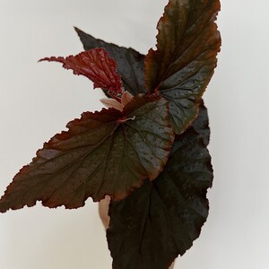 Begonia Black Magic - 4” Pot -  Live plant - optional decorative pot